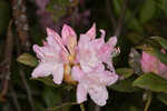 Piedmont rhododendron